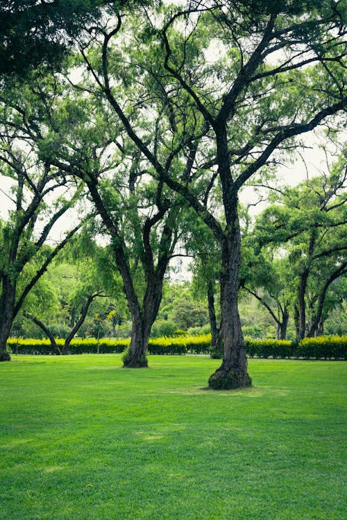 Park path with trees and soft afternoon light